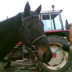 Fuldblod (XX) Final Touch (Rip 13. Sep. 2016)