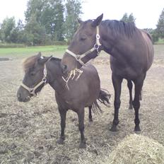 Fuldblod (XX) Final Touch (Rip 13. Sep. 2016)