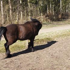 Islænder Blökk fra Højen