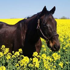 Fuldblod (XX) Final Touch (Rip 13. Sep. 2016)