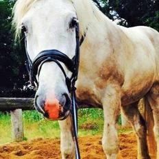 Boulonnais Affaire du tilleul (SOLGT)