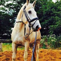 Boulonnais Affaire du tilleul (SOLGT)