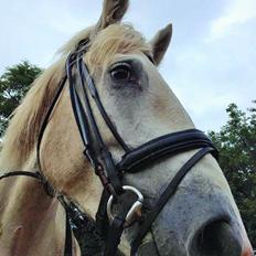 Boulonnais Affaire du tilleul (SOLGT)