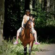 Anden særlig race Pedro El Valentino [Pede]