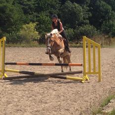 Haflinger Katja - (Min stjerne) <3