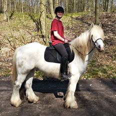 Tinker Ulvebakgaards Tango