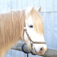 Tinker Ulvebakgaards Tango