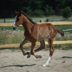 Traver Confetti Chase