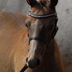 DSP DD Lucky Rapunzel