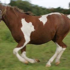 Anden særlig race Tito