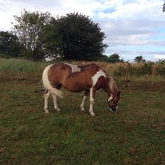 Anden særlig race Tito