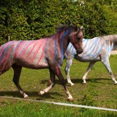 Anden særlig race Midnight Safari