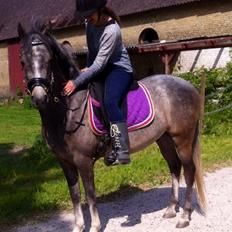 Anden særlig race Midnight Safari