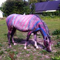 Anden særlig race Midnight Safari