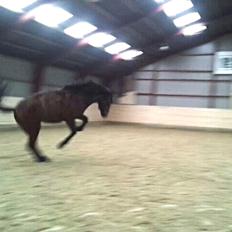 Welsh Partbred (Sec F) Filur