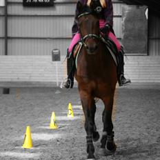 Welsh Partbred (Sec F) Filur