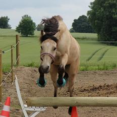 Anden særlig race Chico