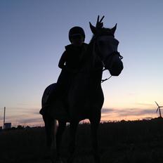 New Forest | Cavallino |