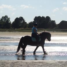 Irish Cob Zafir