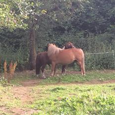 Anden særlig race Dalagers Felix