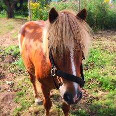 Anden særlig race Dalagers Felix