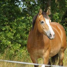 Anden særlig race My soulmate - Wariant <3