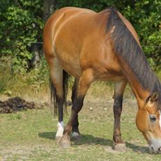 Anden særlig race My soulmate - Wariant <3