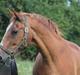 Lipizzaner †Sokrates Neapolitano†