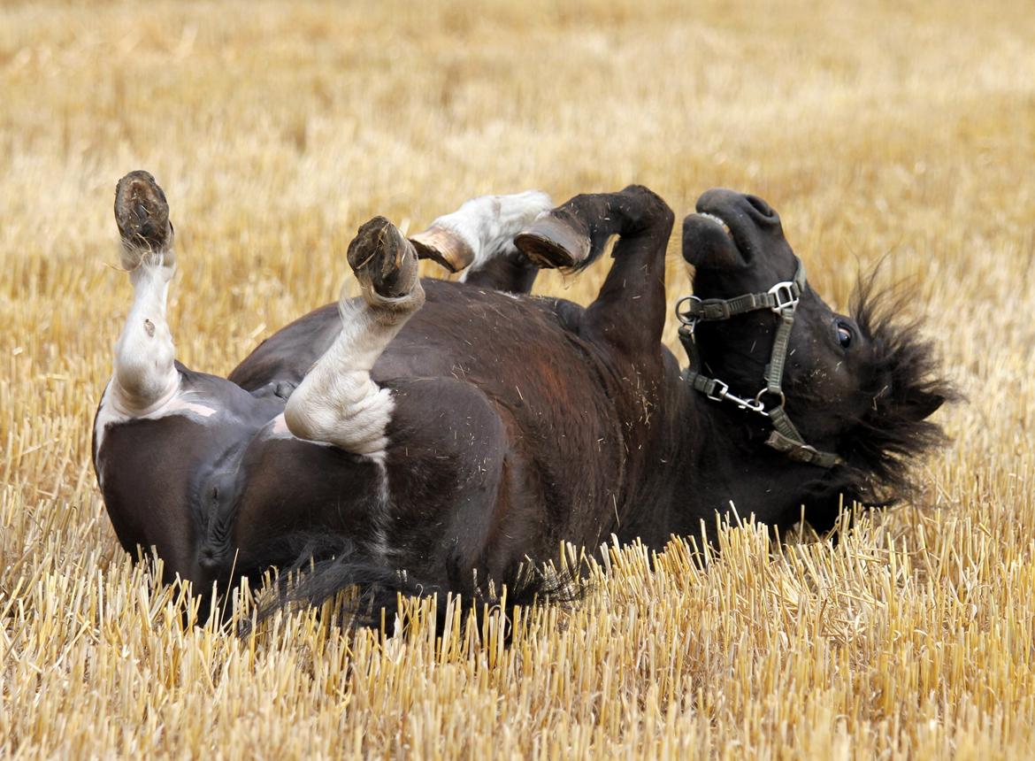 Anden særlig race Pusle - Der bliver rullet (; billede 5