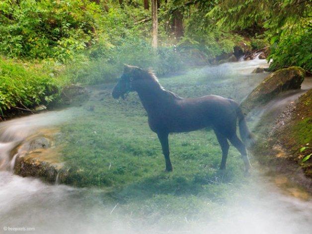 Hollandsk Sportspony Essy - pensionist billede 22