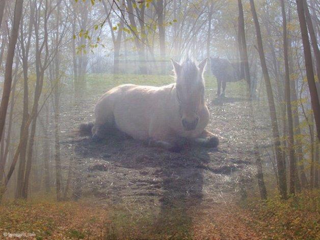 Anden særlig race Tulle (solgt og savnet) billede 1