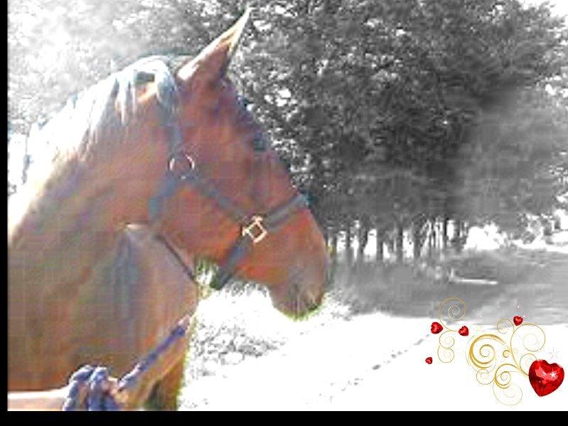 Oldenborg Horsmarks Unella billede 16