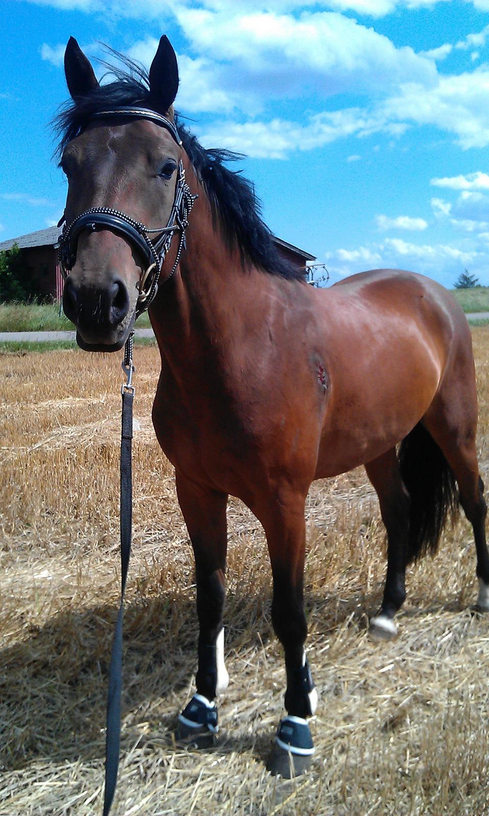 Anden særlig race Sassello Miracolo billede 21