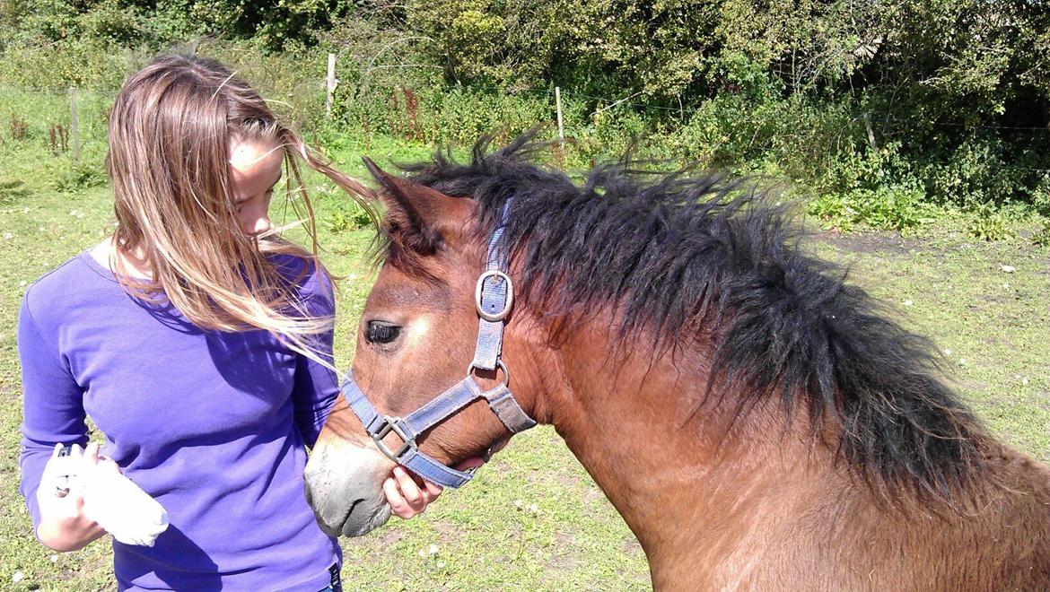 Welsh Pony af Cob-type (sec C) Gribsvads Mary billede 16