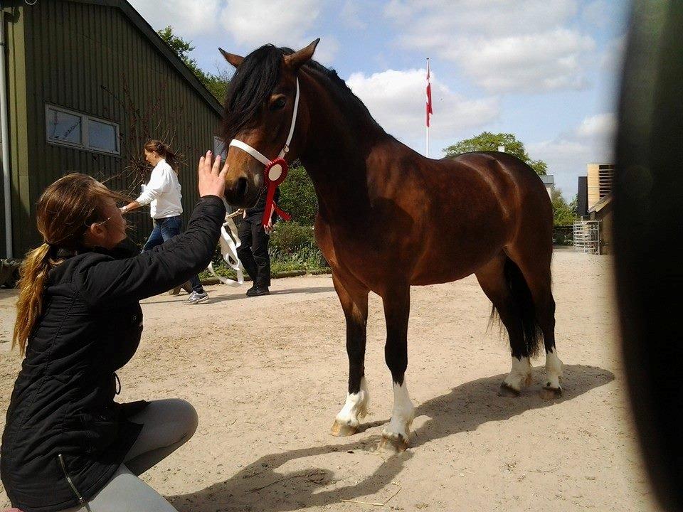 Welsh Pony af Cob-type (sec C) Gribsvads Mary billede 9