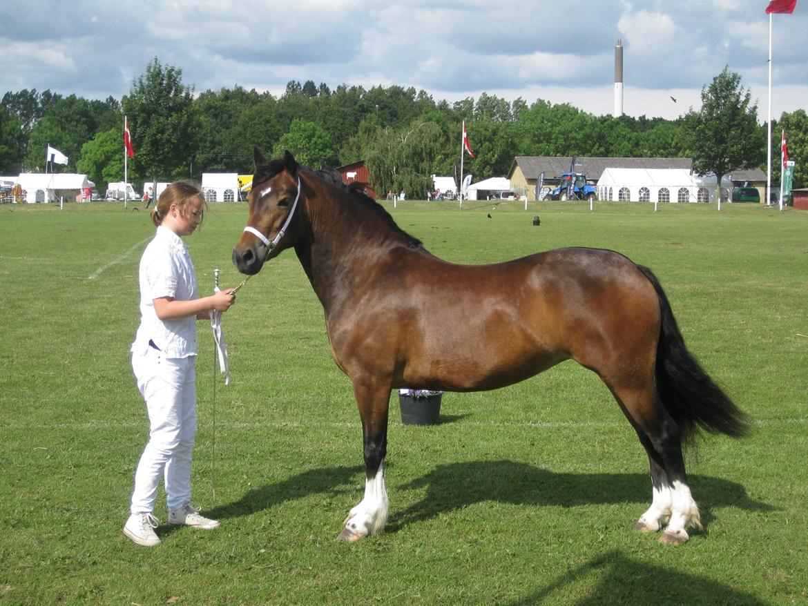 Welsh Pony af Cob-type (sec C) Gribsvads Mary billede 11