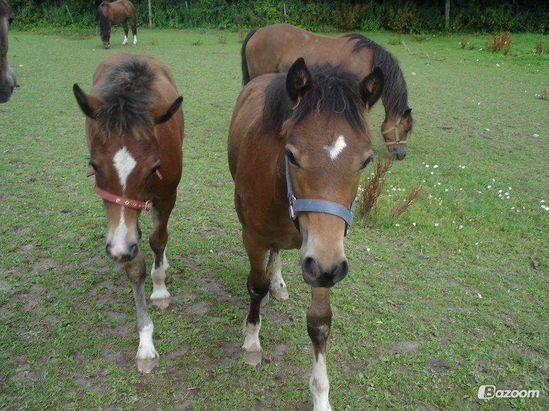 Welsh Pony af Cob-type (sec C) Gribsvads Mary billede 15