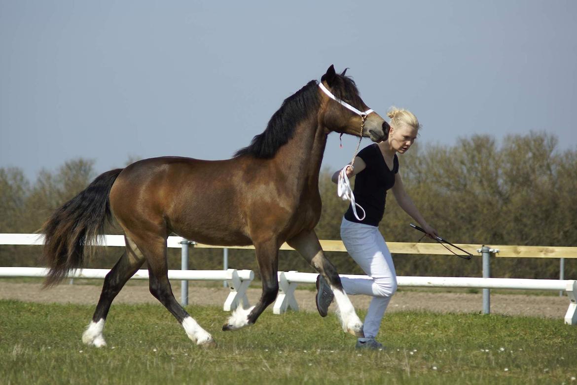Welsh Pony af Cob-type (sec C) Gribsvads Mary billede 14