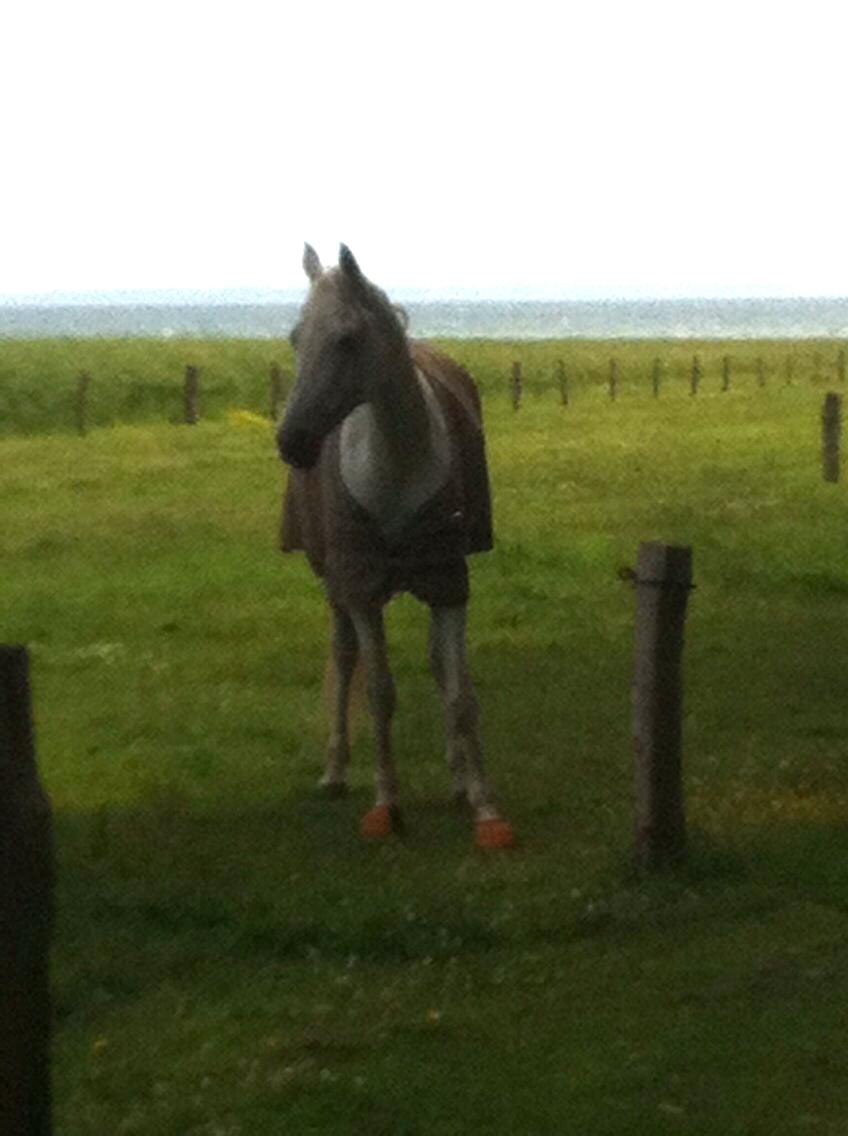 Arabisk fuldblod (OX) Estello - Gyllingnæs Gods 2013 billede 18