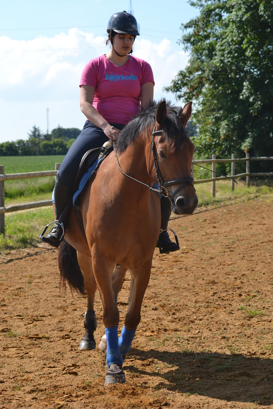 Knabstrupper Nørrebøgegaardens Macon SOLGT billede 14