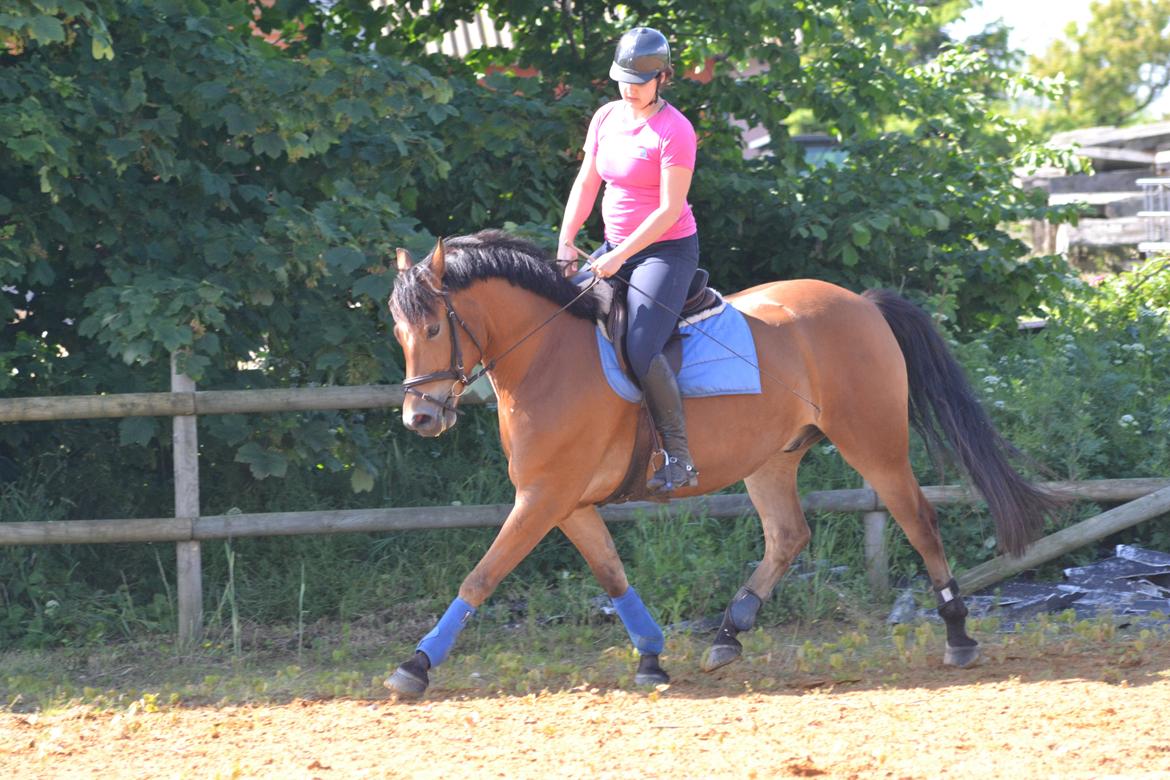 Knabstrupper Nørrebøgegaardens Macon SOLGT billede 6