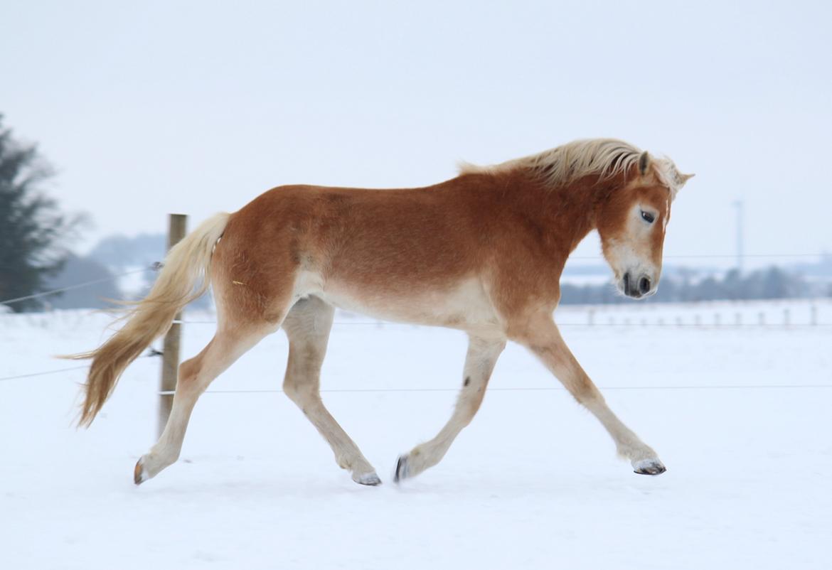 Tyroler Haflinger Hortensia af Elghuset billede 3