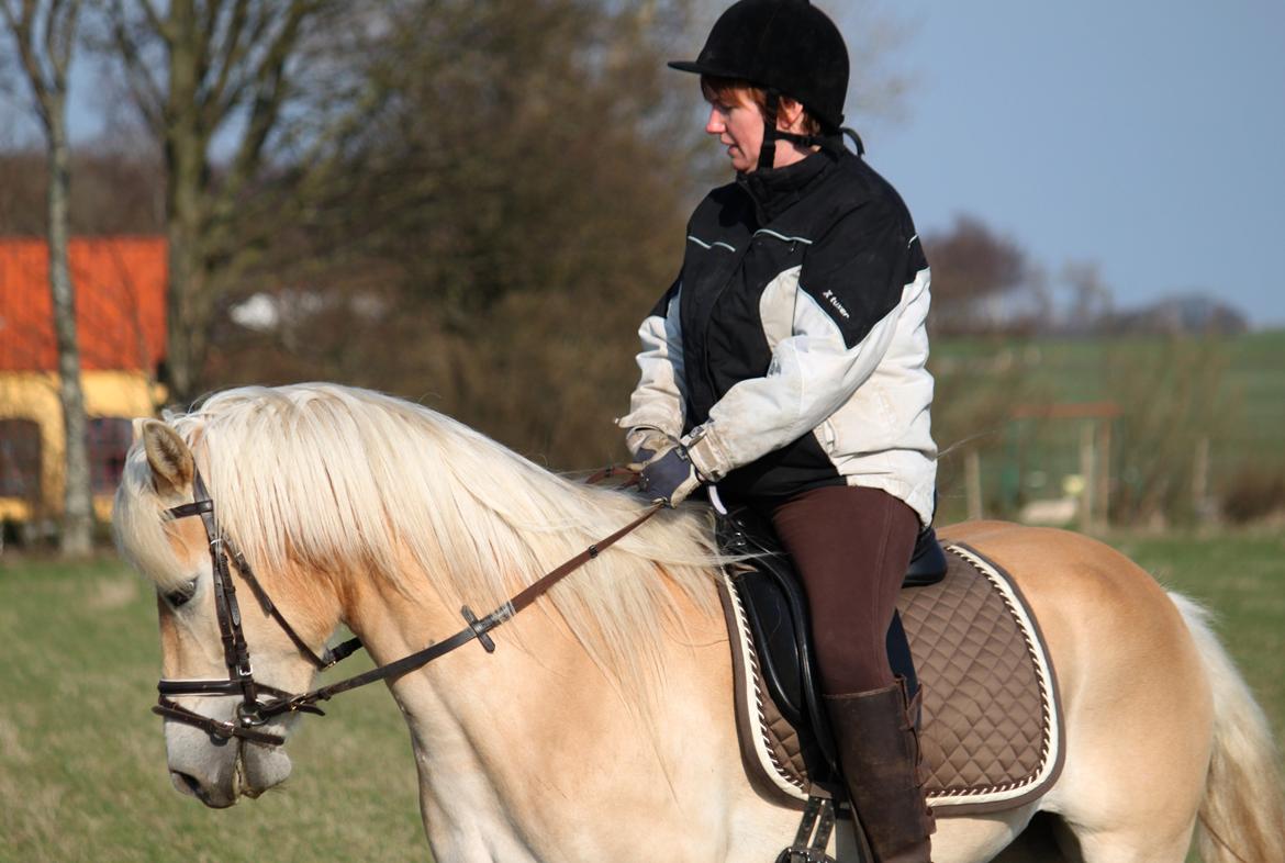 Tyroler Haflinger Hortensia af Elghuset billede 4