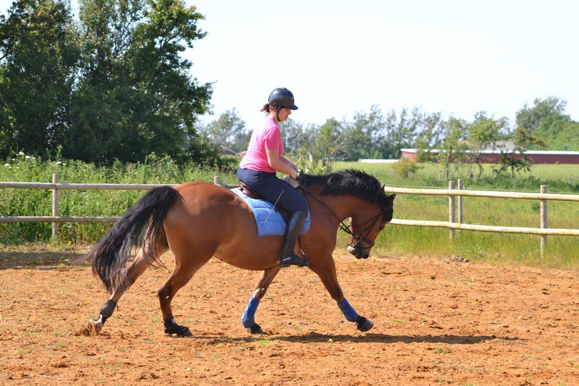 Knabstrupper Nørrebøgegaardens Macon SOLGT billede 17