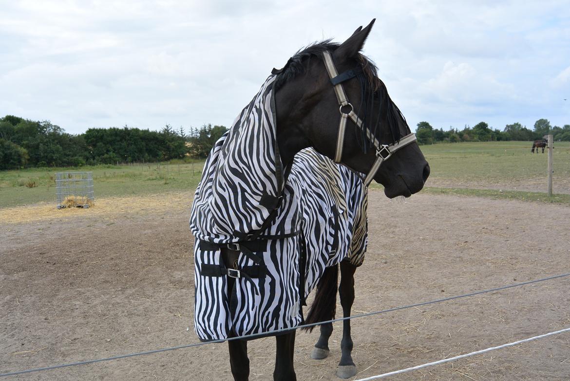 Dansk Varmblod Alphabeat billede 49