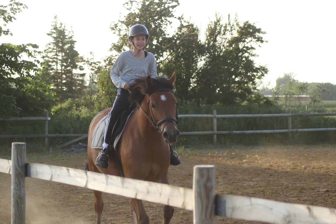 Knabstrupper Nørrebøgegaardens Macon SOLGT billede 2