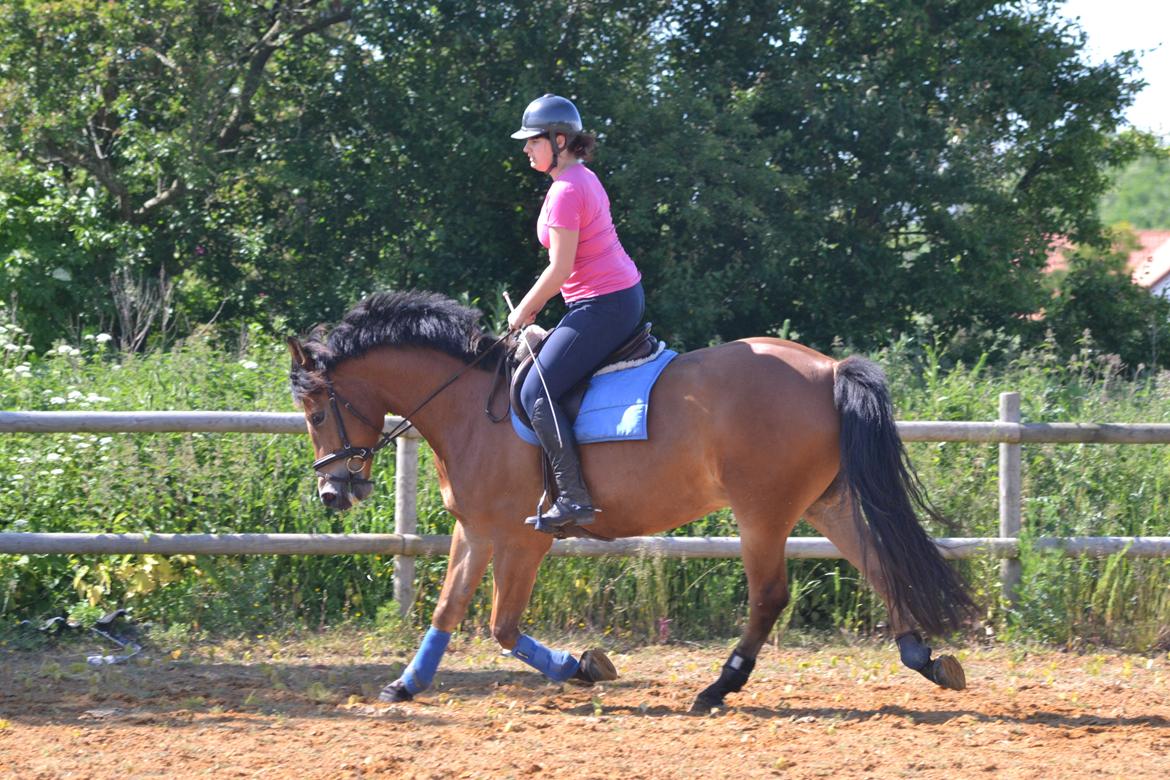 Knabstrupper Nørrebøgegaardens Macon SOLGT billede 19