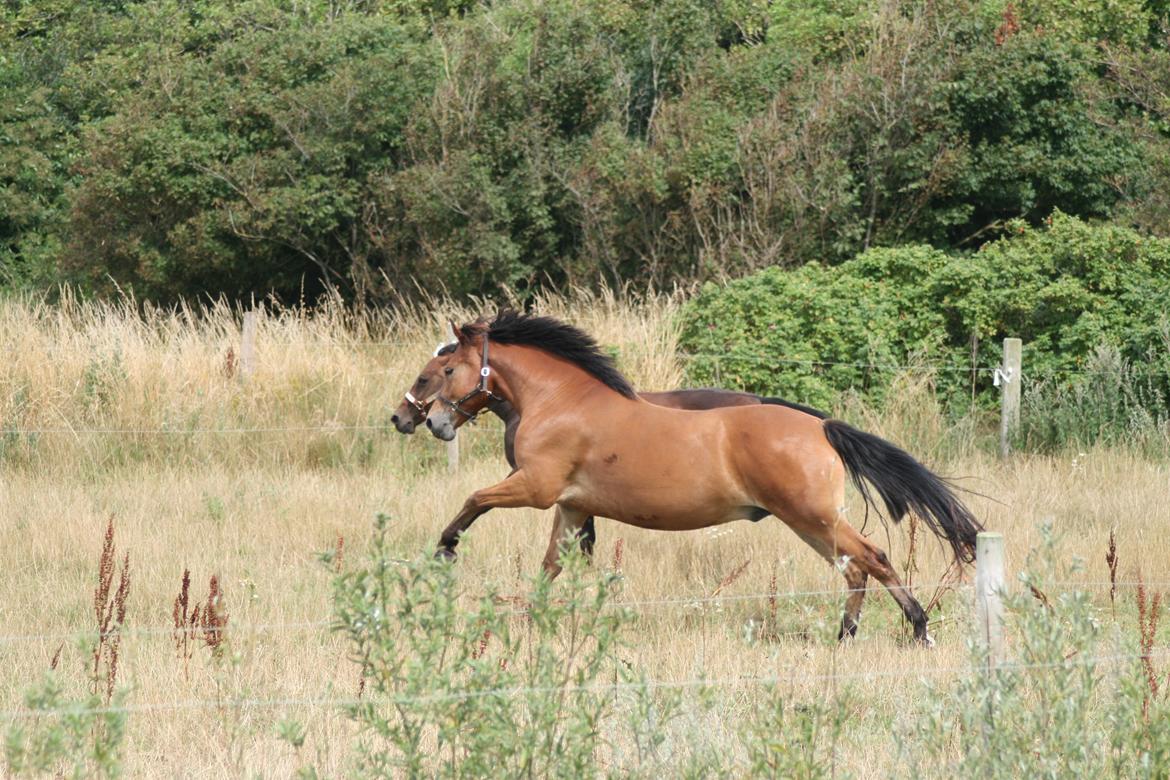 Knabstrupper Nørrebøgegaardens Macon SOLGT billede 20