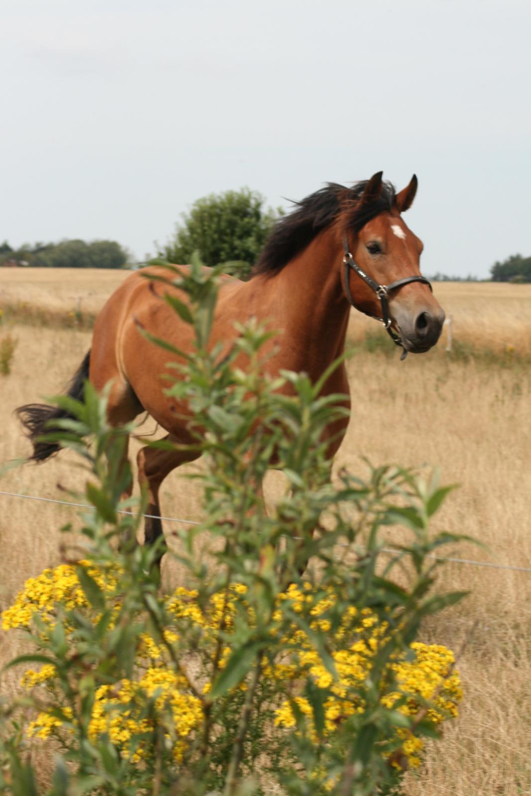 Knabstrupper Nørrebøgegaardens Macon SOLGT billede 21