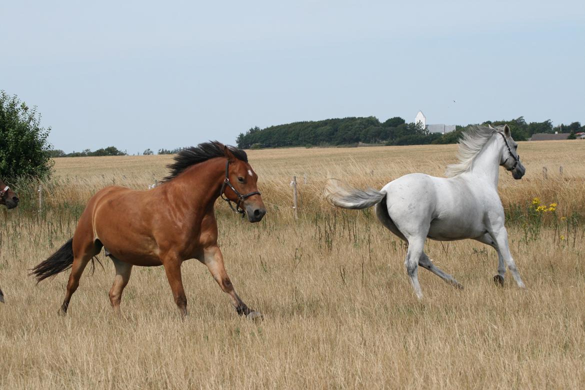 Knabstrupper Nørrebøgegaardens Macon SOLGT billede 18